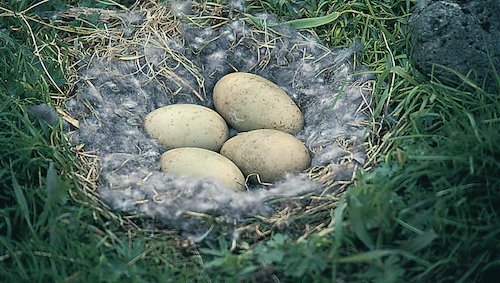 Nest van de eidereend met eieren